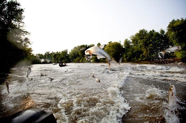 Nice Carp :) - carpfishing1.jpg